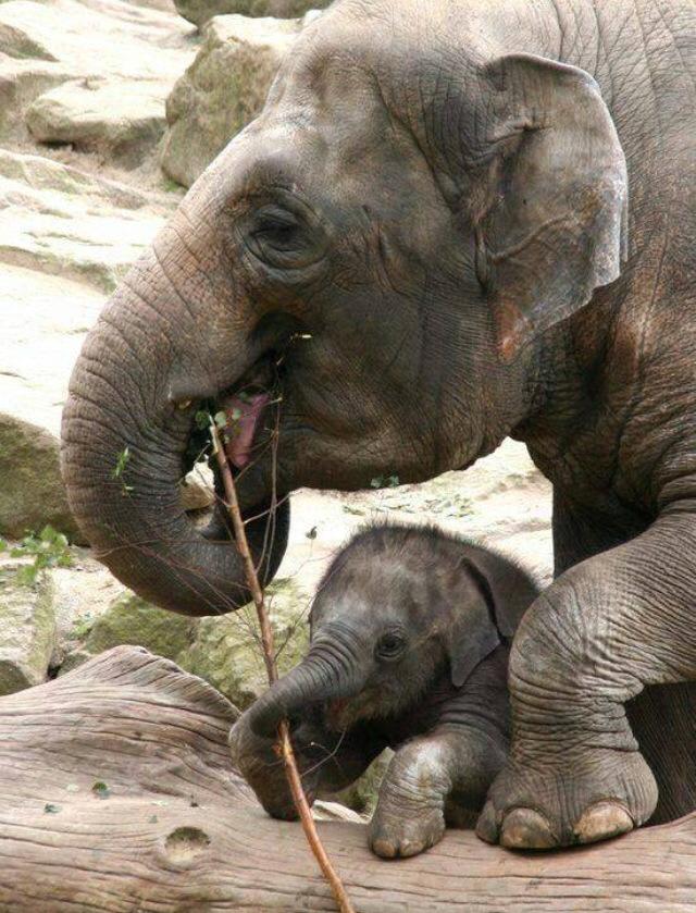 Stomp along with the Hong Kong Elephant Walk tomorrow! Stomp along with the Hong Kong Elephant Walk tomorrow!