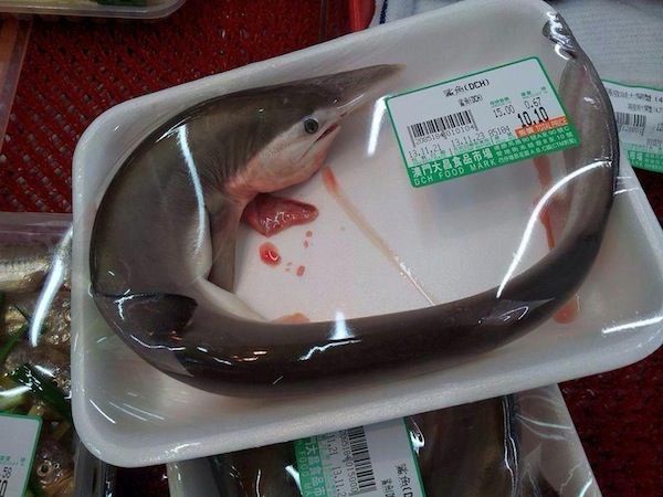 packaged baby shark 