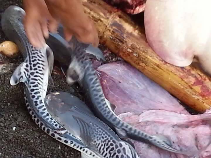 baby tiger sharks