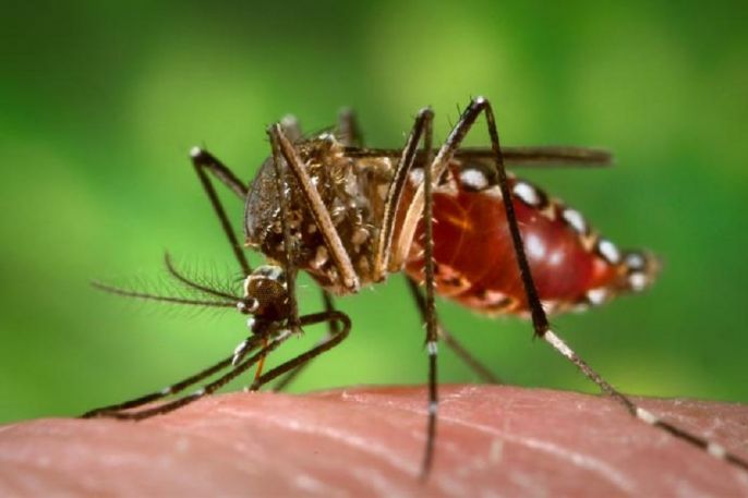 An Aedes aegypti mosquito in the process of obtaining a “blood meal”. Photo (for illustration): James Gathany via Wikimedia Commons