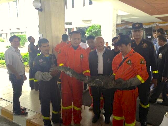 Photo: Monitor lizard at Parliament House finally captured | Coconuts