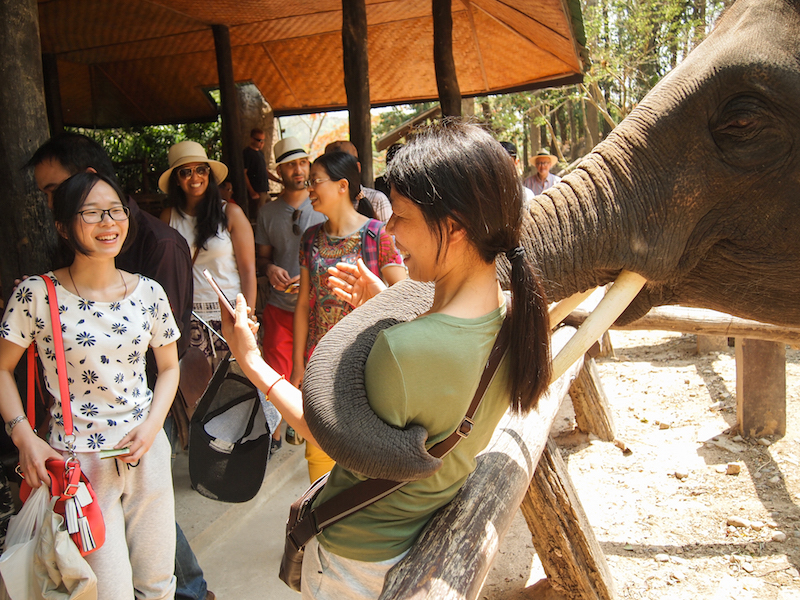 Measa Elephant Camp, Chiang Mai