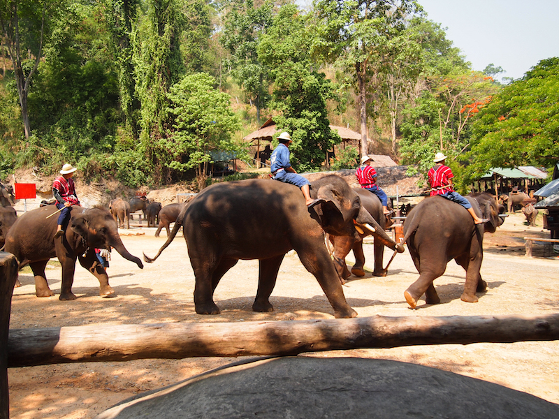 Measa Elephant Camp, Chiang Mai