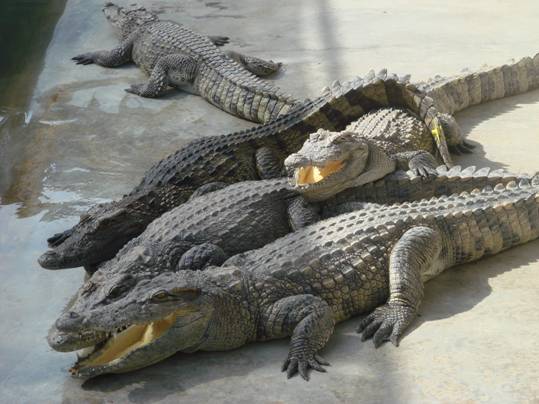 Woman torn to pieces after jumping into pond with 1,000 crocs