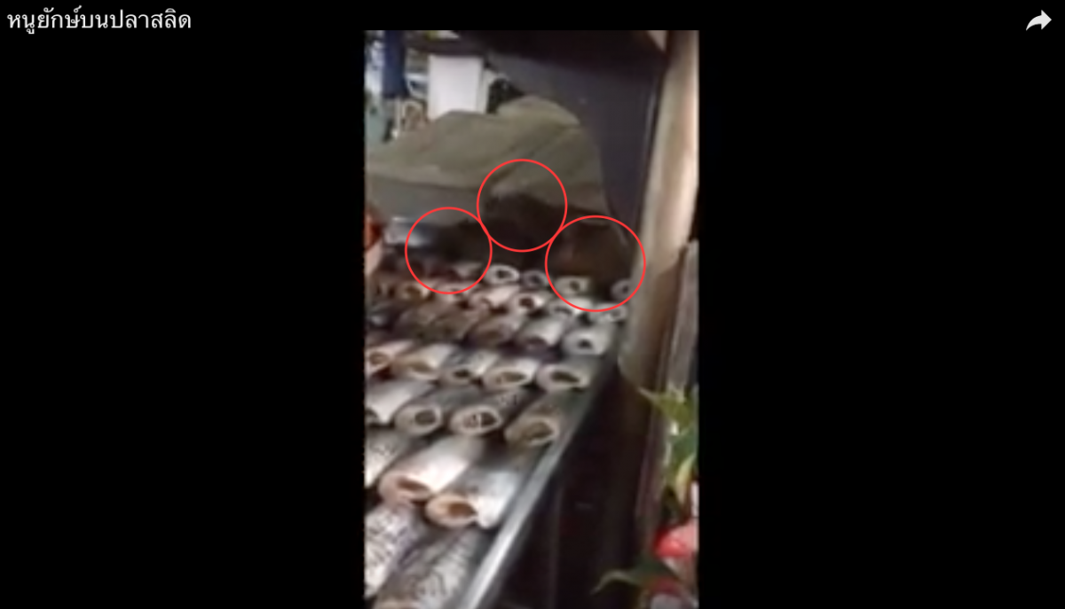 Gigantic rats roam free on fish display at Bangkok market (VIDEO ...