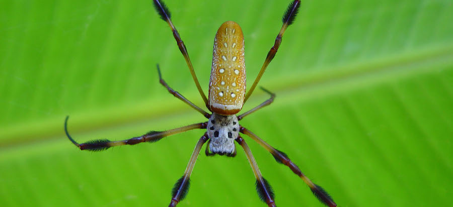Golden Orb Weaver Spider Golden Orb Weaver Spider