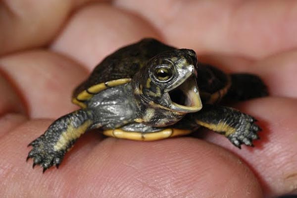 220 endangered turtles found in bags at Suvarnabhumi | Coconuts