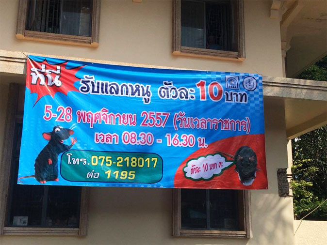Trang offers 10 baht for every dead rat