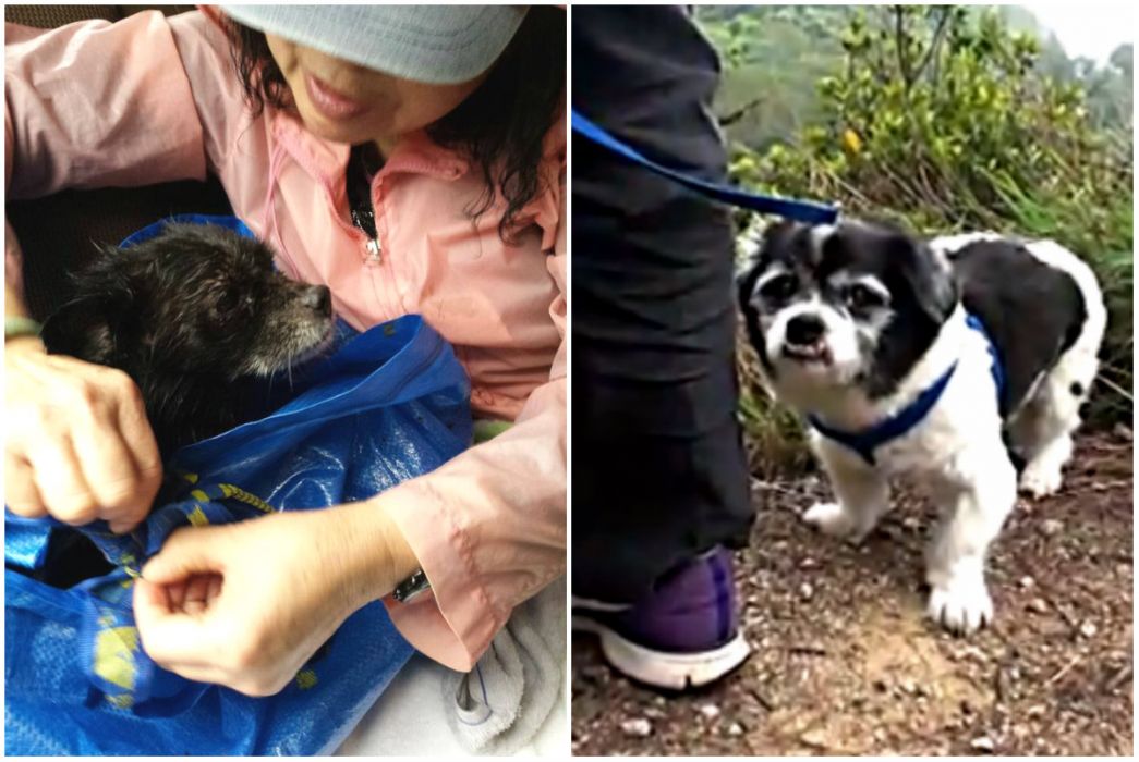 16-year-old dog rescued 24 hours after falling down ravine during hike ...