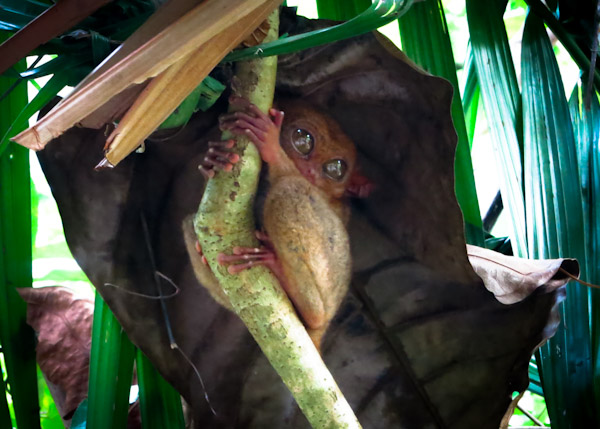 Tarsier in Bohol Philippines
