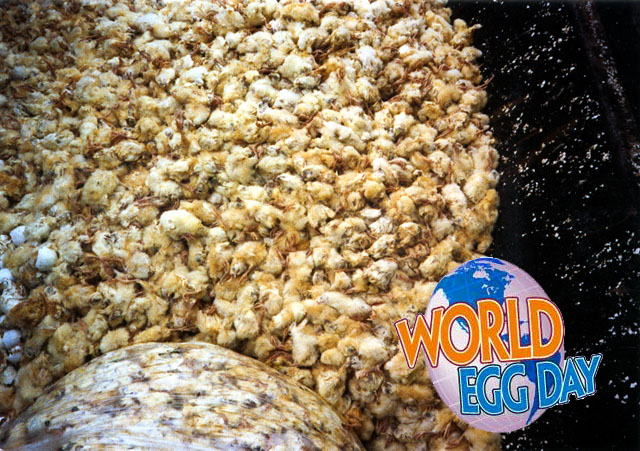 Making more eggs means having more chickens. Boy chicks fail at laying eggs, so they’re thrown out with the trash. Photo: Farm Sanctuary

