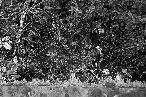 Bodies are seen dumped off a cliff along the highway leading to Marawi on the southern island of Mindanao on May 28, 2017. 
Islamist militants who have gone on a rampage in a southern Philippine city have killed 19 civilians including women and children, the military said on May 28, as fighting entered the sixth day. / AFP PHOTO