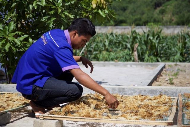 A staff member of Sasak Maiq, a local business specializing in snacks, check seaweeds being dried at their warehouse in Gerung, the capital of West Lombok in east Indonesia May 17, 2017. Seaweed cultivation is a major livelihood for fishing villages on the island and businesses include seaweed in many food products, from tortilla chips and crackers to coffee. Photo: Thin Lei Win/Thomson Reuters Foundation
