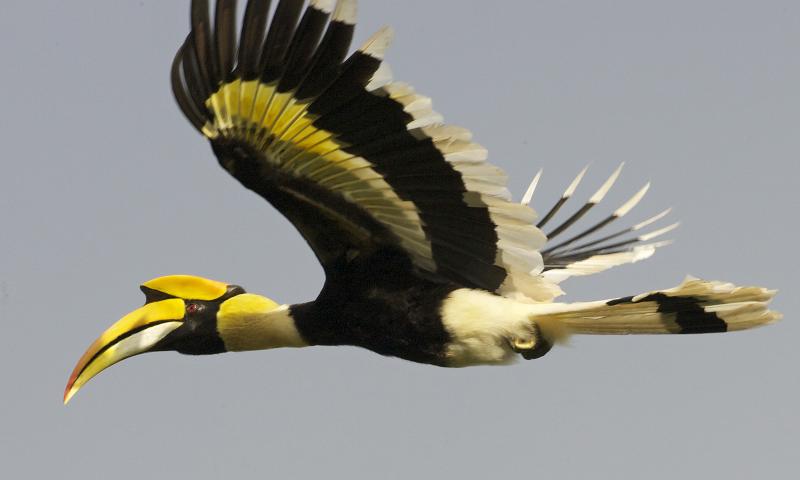 A great hornbill in Malaysia. Photo: Flickr / Lip Kee