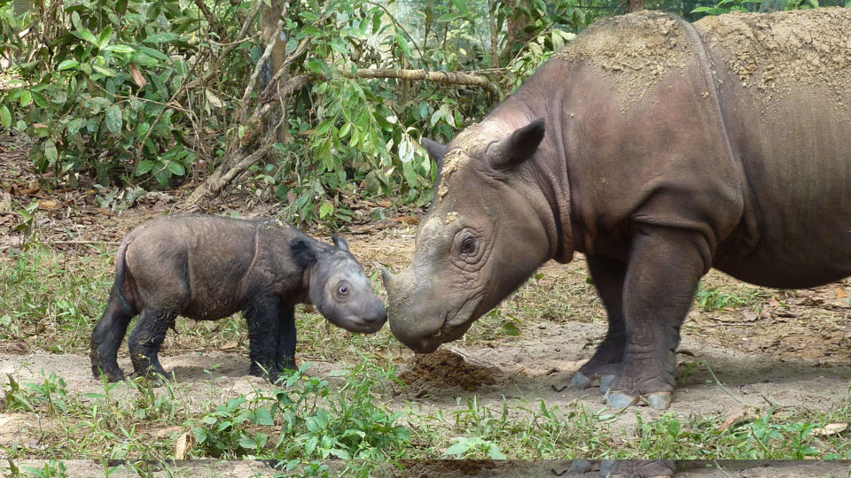 Sumatran rhinoceros