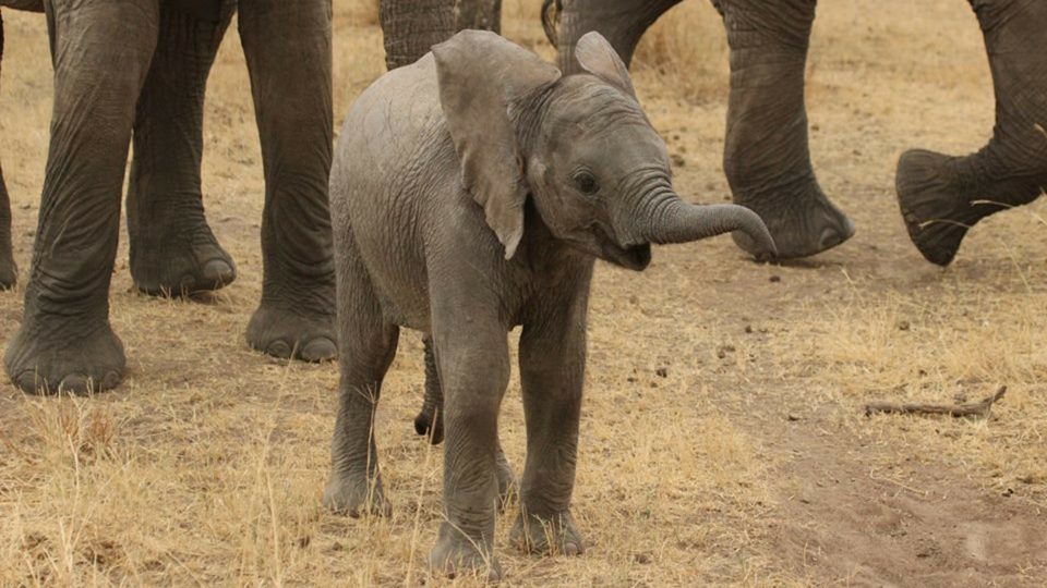 (Representational) Rest in peace, little buddy. Photo: Pixabay