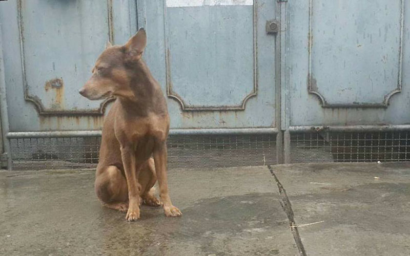 Photo: Panna Lomjan/ Facebook