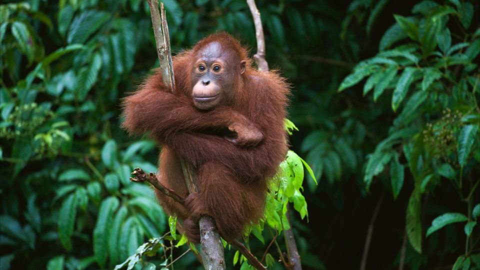 A young orangutan chills out in Kalimantan, Indonesian Borneo. Photo: iStock