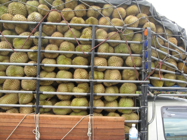 File photo of durians. Photo: Fruitnet.com/ Flickr
