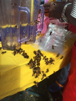 Un-bee-lievable tea! (sorry for the pun)