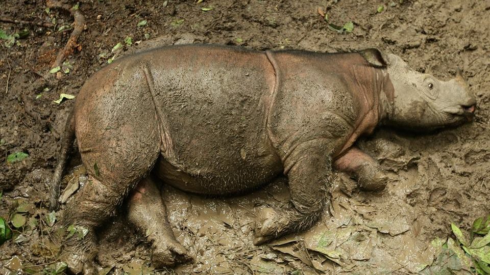 Puntung, via Borneo Rhino Alliance Facebook page