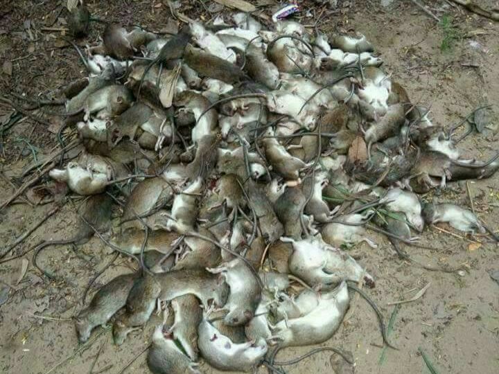 Just a handful of the mice that villagers had managed to trap and kill. Photo: Facebook