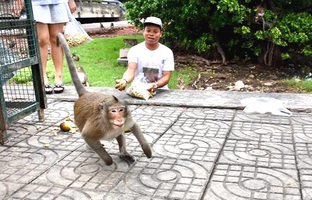 “Guys, I’m home!” Photos: Wildlife Friends Foundation Thailand/Facebook