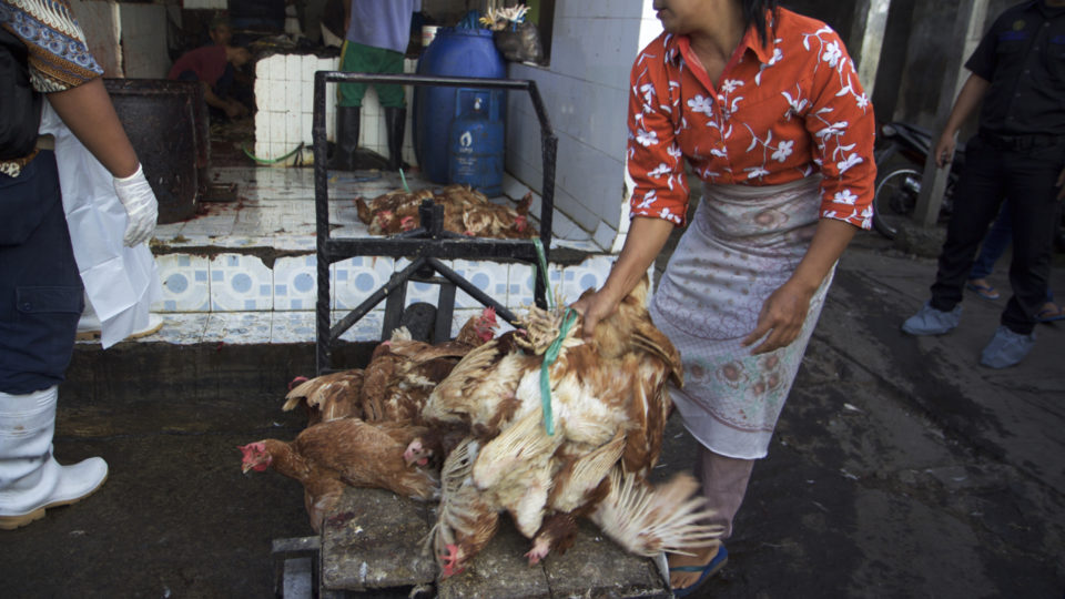 A woman picks up chickens bound for the slaughterhouse at Terban market in Yogyakarta in Java, central Indonesia May 16, 2017. Thomson Reuters Foundation/Thin Lei Win