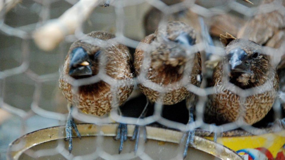 Photo: Damien/ Flickr