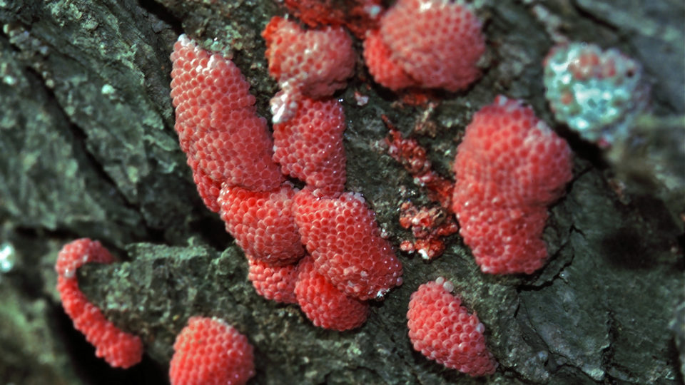 Apple snail egg clusters in Thailand. Photo: Flickr / Bernard Dupont