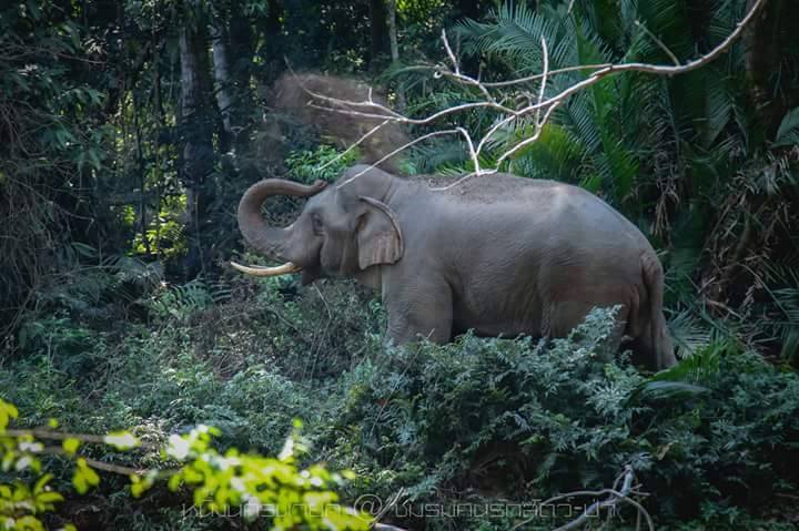 Photo: Freeland Thailand/ Facebook