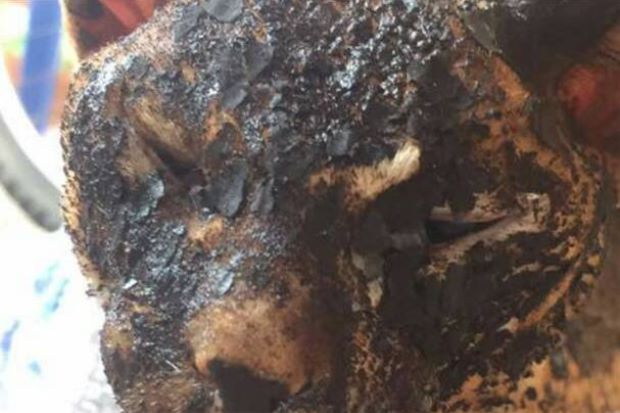 Please help this burnt cat, via Star online