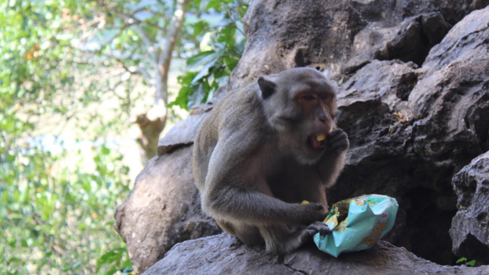 This monkey, who prefers human food.