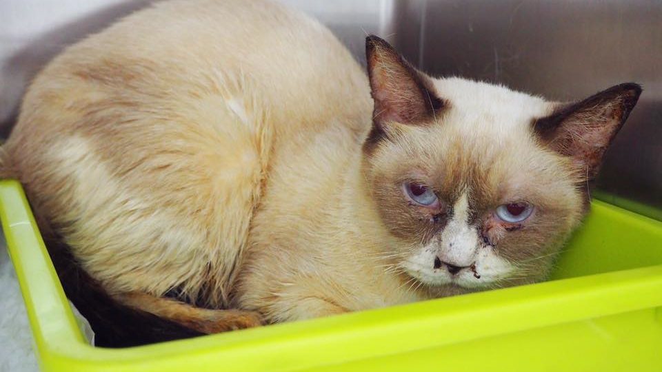 Photo: Mount Pleasant Veterinary Hospital / Facebook