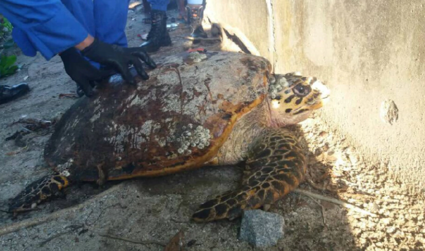 I know what you’re thinking: how did it get to this