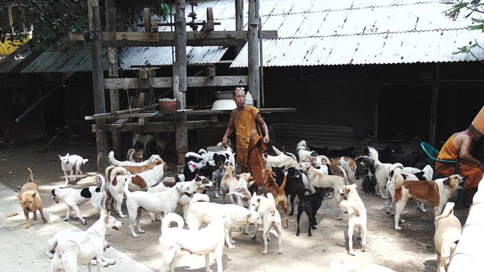 Photo: TSPCA Thailand/ Facebook