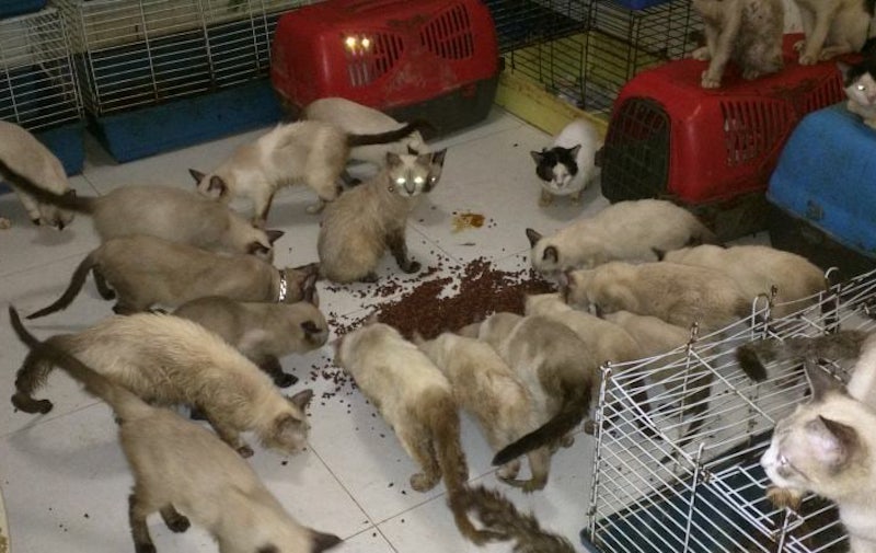 Photo: Saving The Siameses / Facebook 