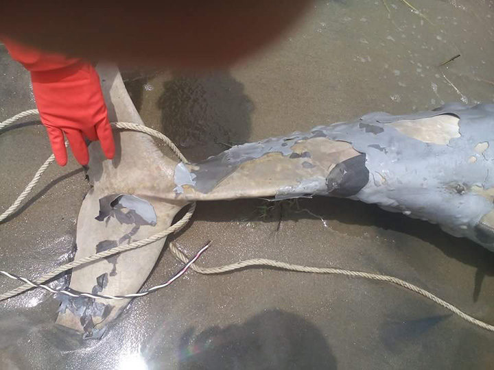 The tail of a dead dolphin that washed up on the bank of the Ayeyarwady River earlier this month. Photo: MoI