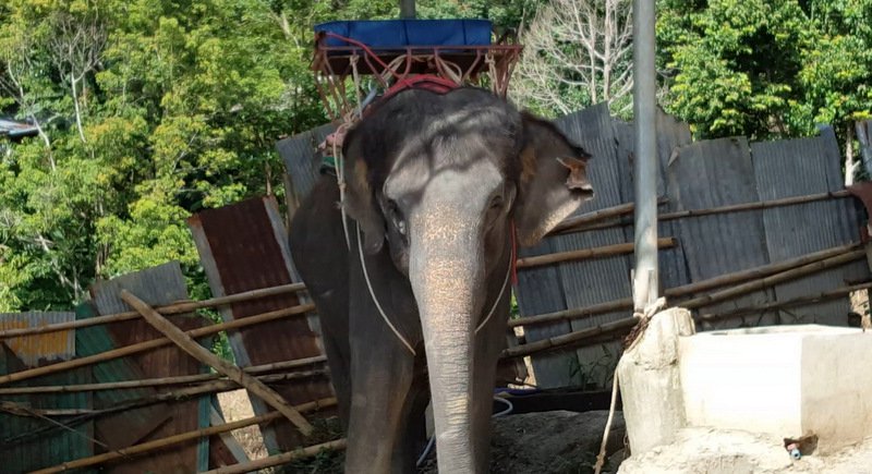 One of the elephants at the camp. Photos: The Phuket News