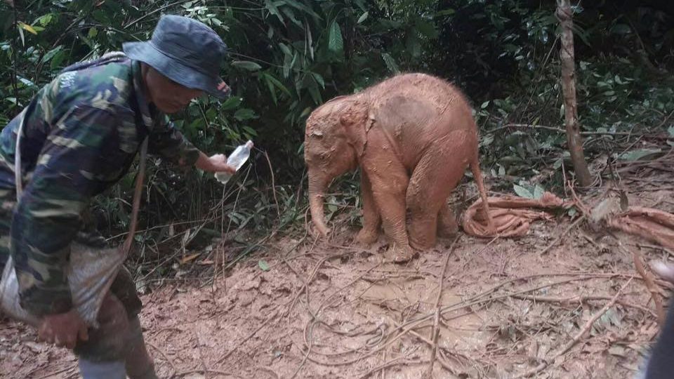 Photos and video: DNP vet Pattaraphol “Dr. Lot” Maneeon/Facebook