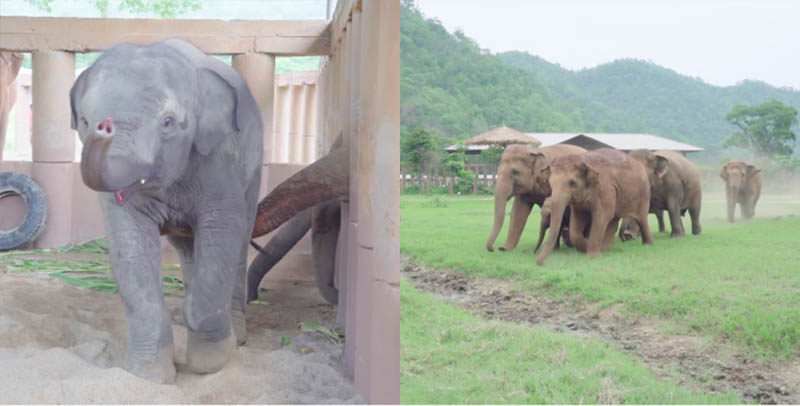 Screenshots: Elephant News