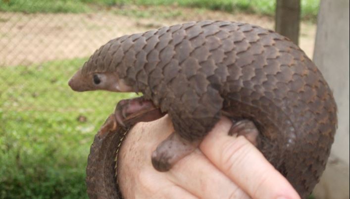 Photo illustration: Tree pangolin / Wikimedia Commons