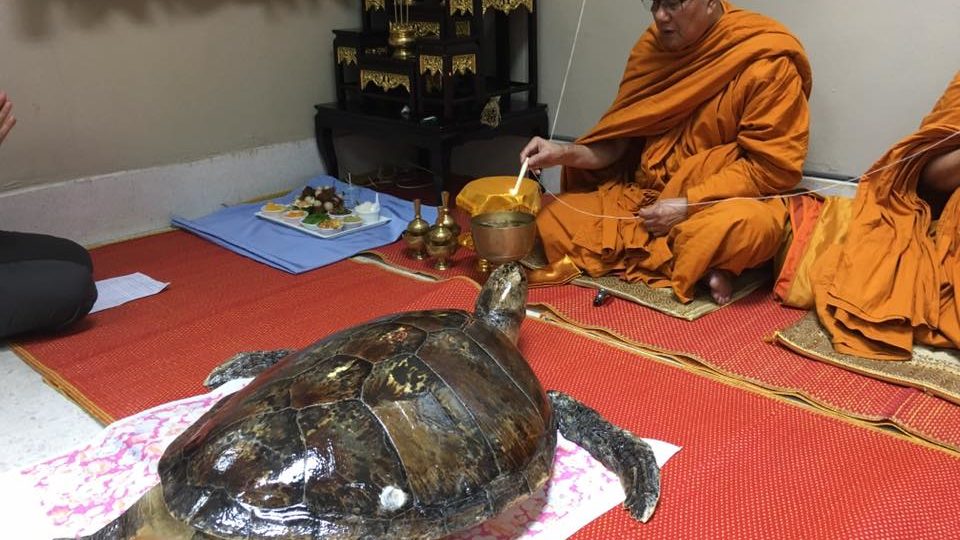 The veterinarian that cared for Piggy Bank, Dr. Nantarika Chansue, shared the photos from the Wednesday merit-making ceremony.  Photo: Dr. Nantarika Chansue/ Facebook