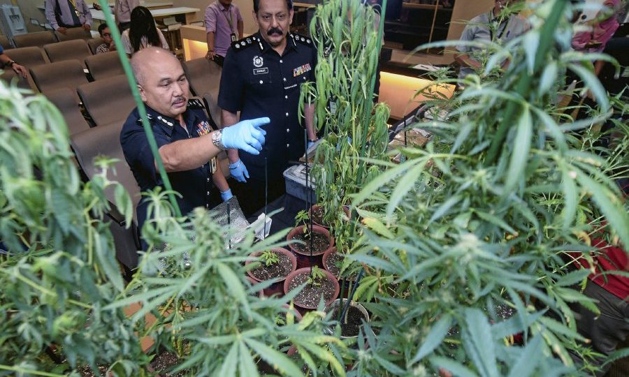 Goodbye sweet plants image via Muhammad Sulaiman