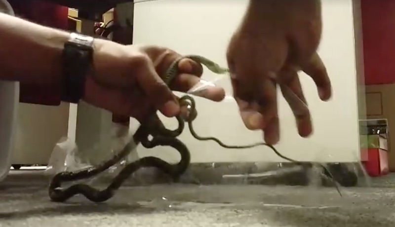 Screengrab from video