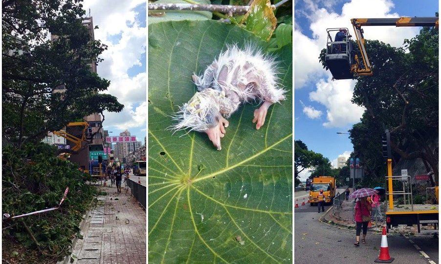 Photo: Tai Po residents via Facebook