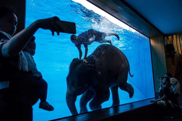 This photo taken on June 1, 2017 shows tourists watching an elephant perform with her handler at a pool in a animal park south of Bangkok. Photo: Roberto Schmidt