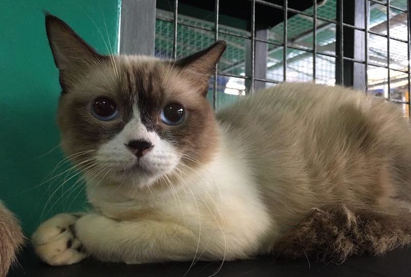 Photo: Ann Yew / Facebook