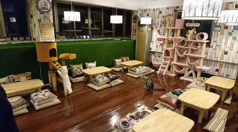 Cats galore! Photo: Facebook / Freedom Cafe San Chaung