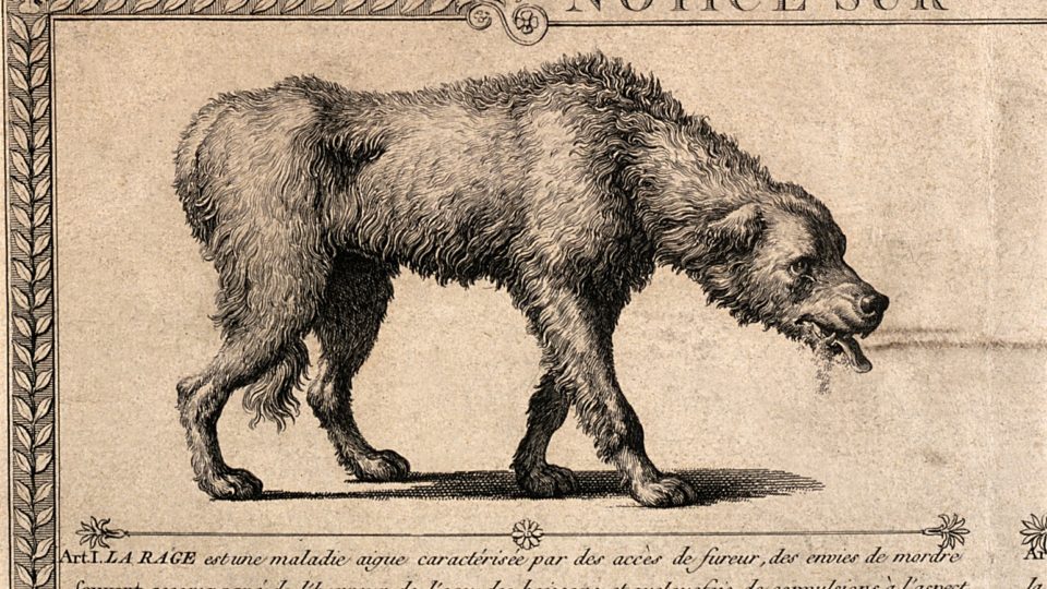 Rabies is not this cute